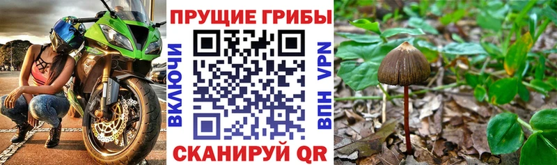 Псилоцибиновые грибы мицелий  darknet какой сайт  Нарьян-Мар  гидра как зайти 